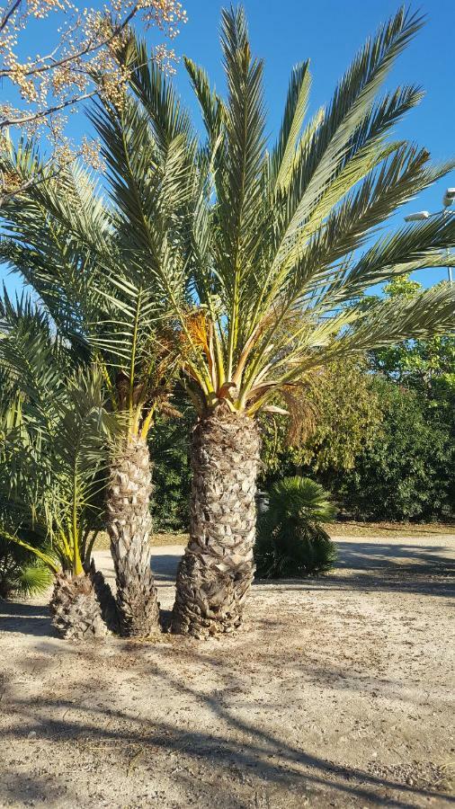 Sol Y Playa En San Juan Alicante Dış mekan fotoğraf